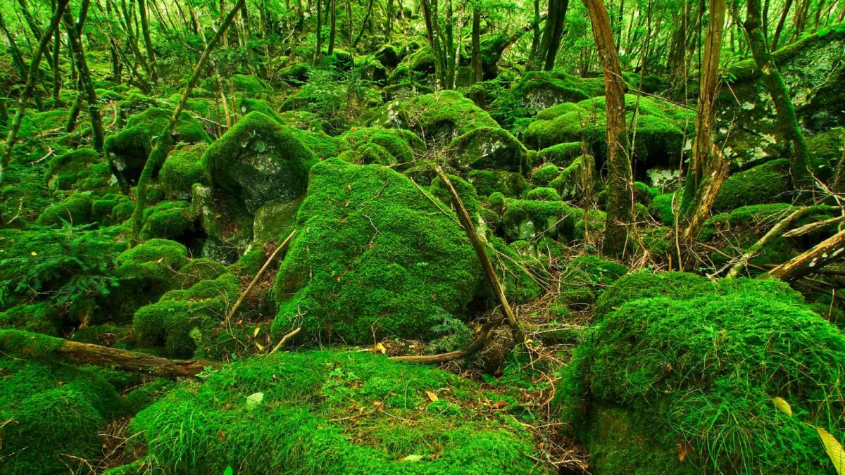 緑の絶景に癒されたい！雨こそ映える、美しい苔スポット【15選