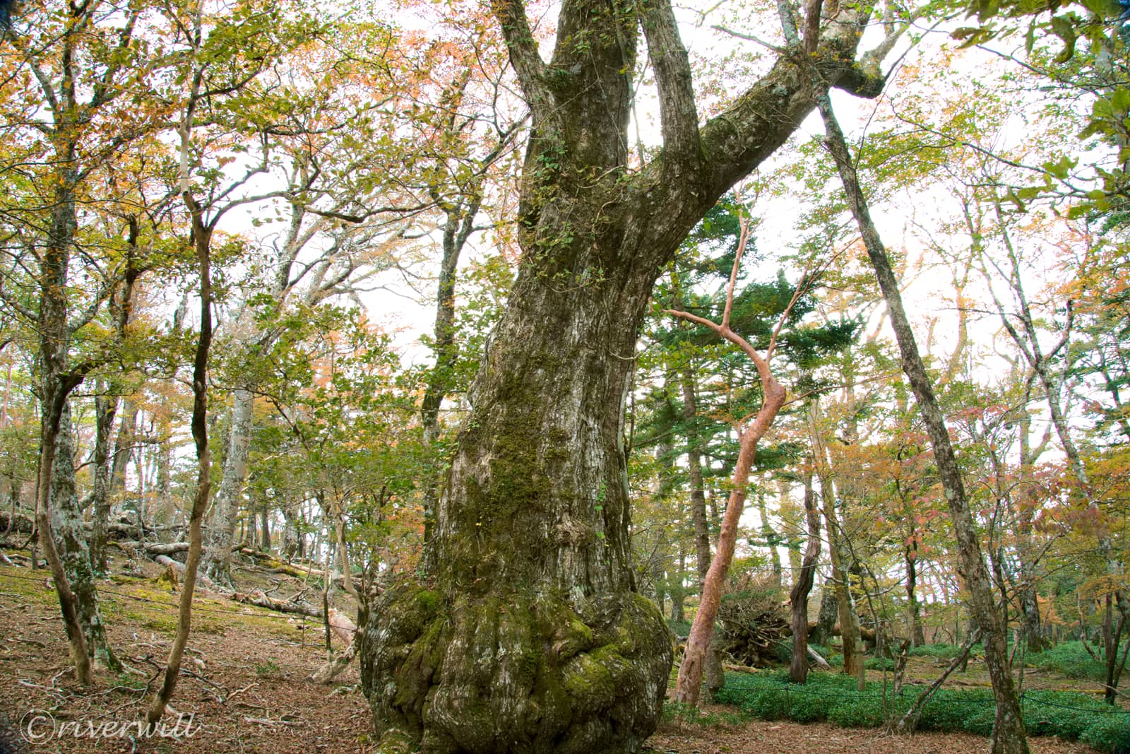 ミズナラの巨木（西大台、奈良）