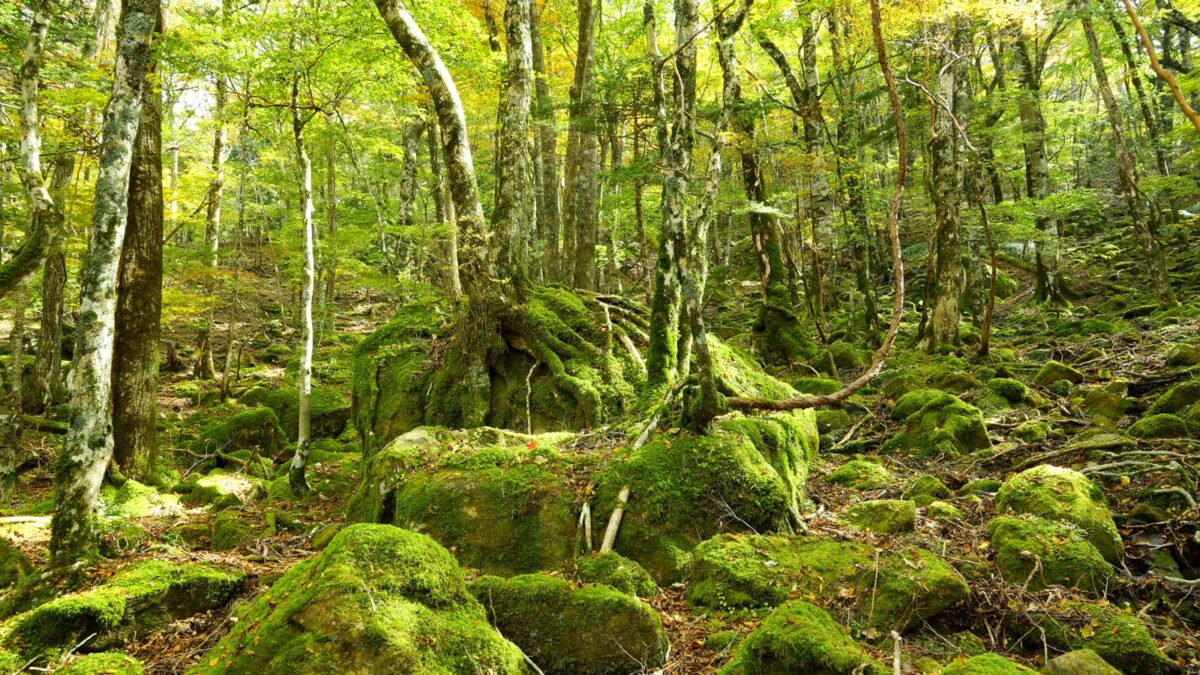 西大台の苔の群生地（奈良）