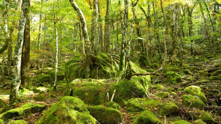西大台の苔の群生地（奈良）