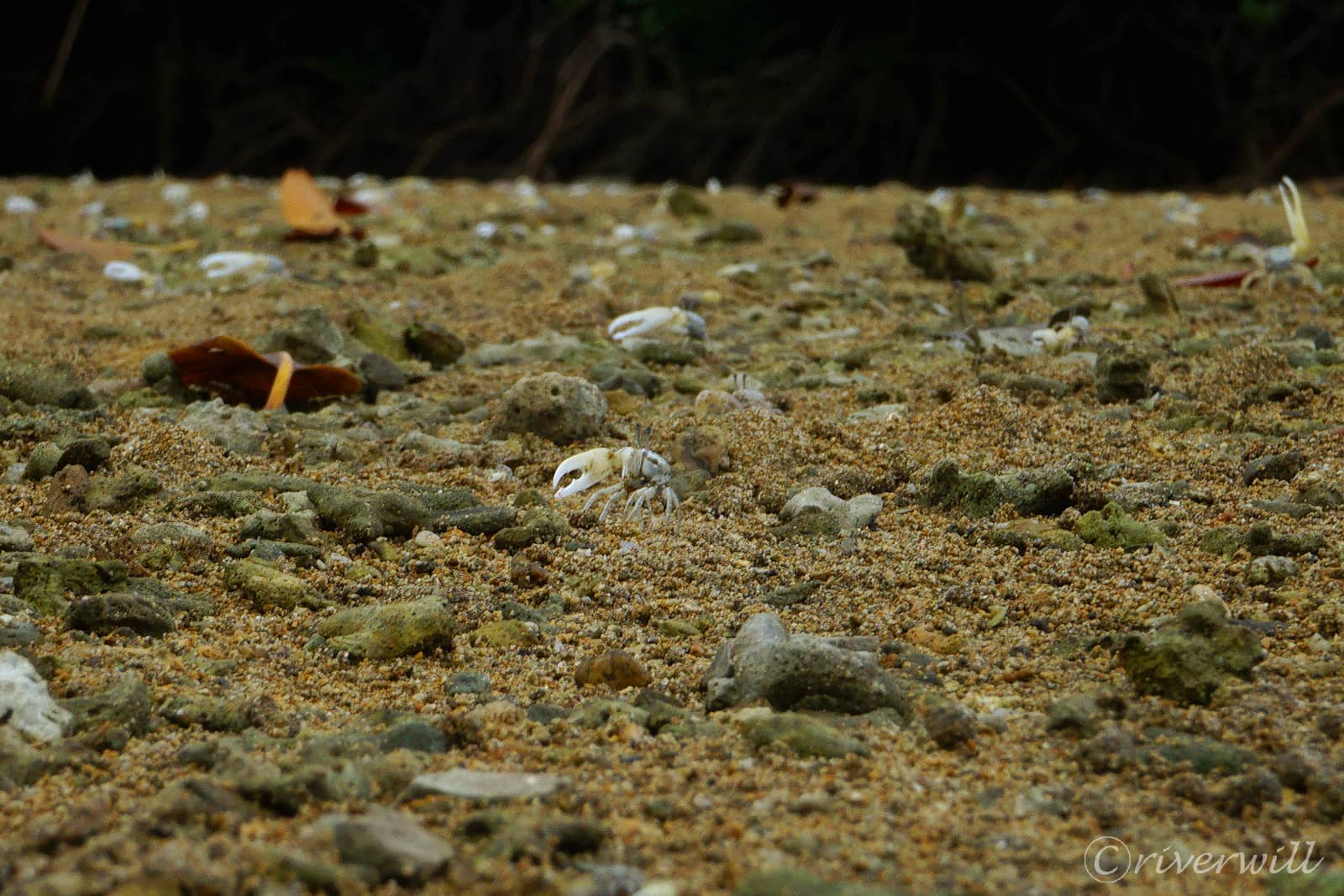 吹通川ヒルギ群落のカニたち（石垣島）