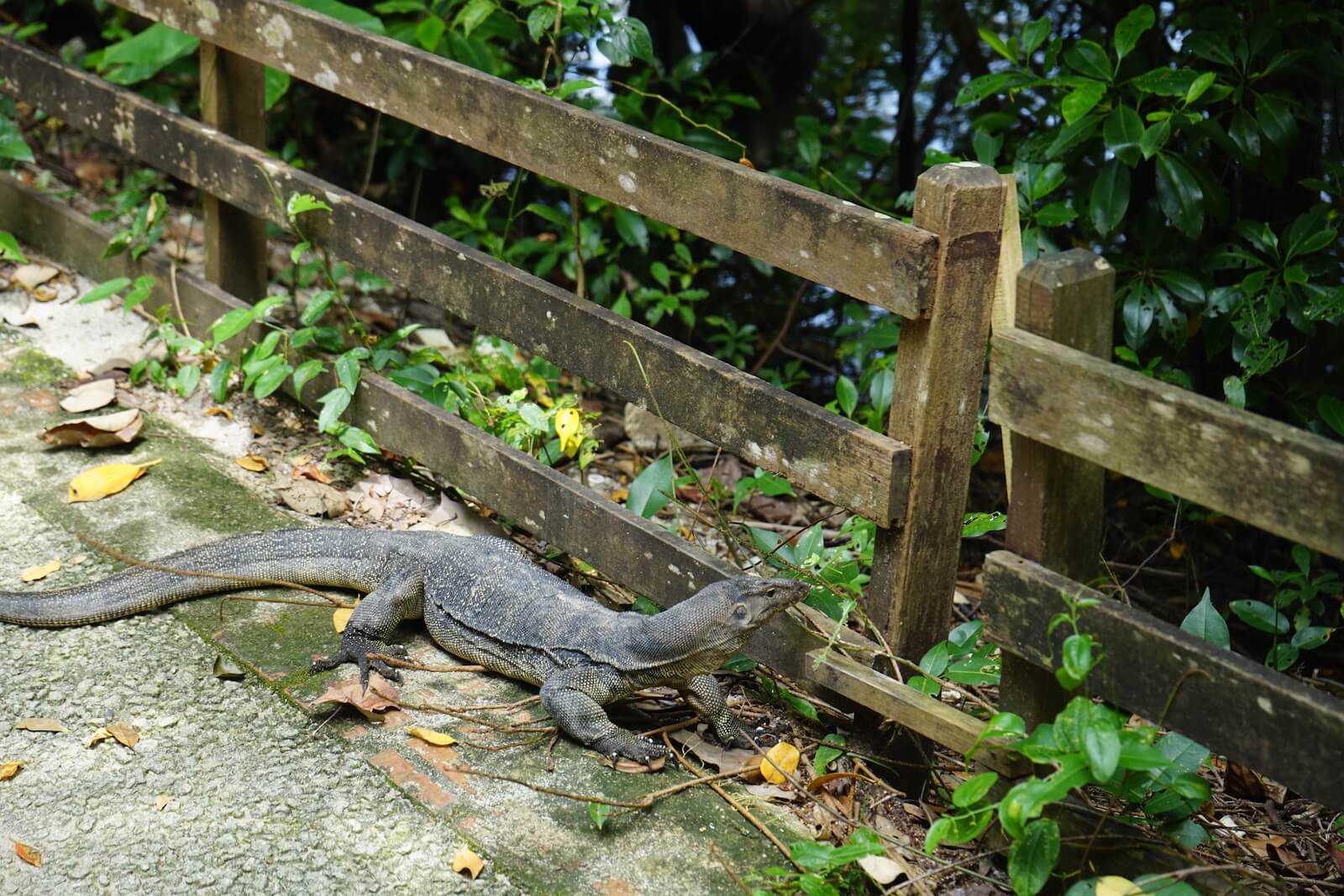 スンガイ・ブロー湿地保護区 動物