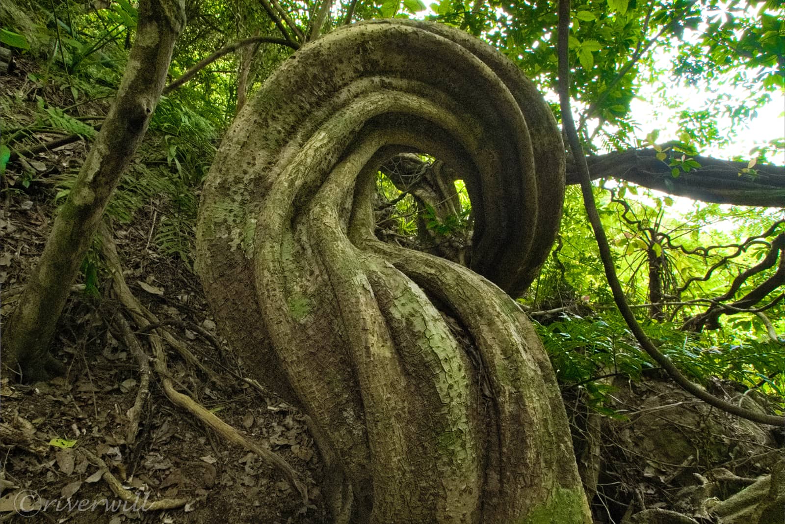 モダマ自生地（奄美大島）