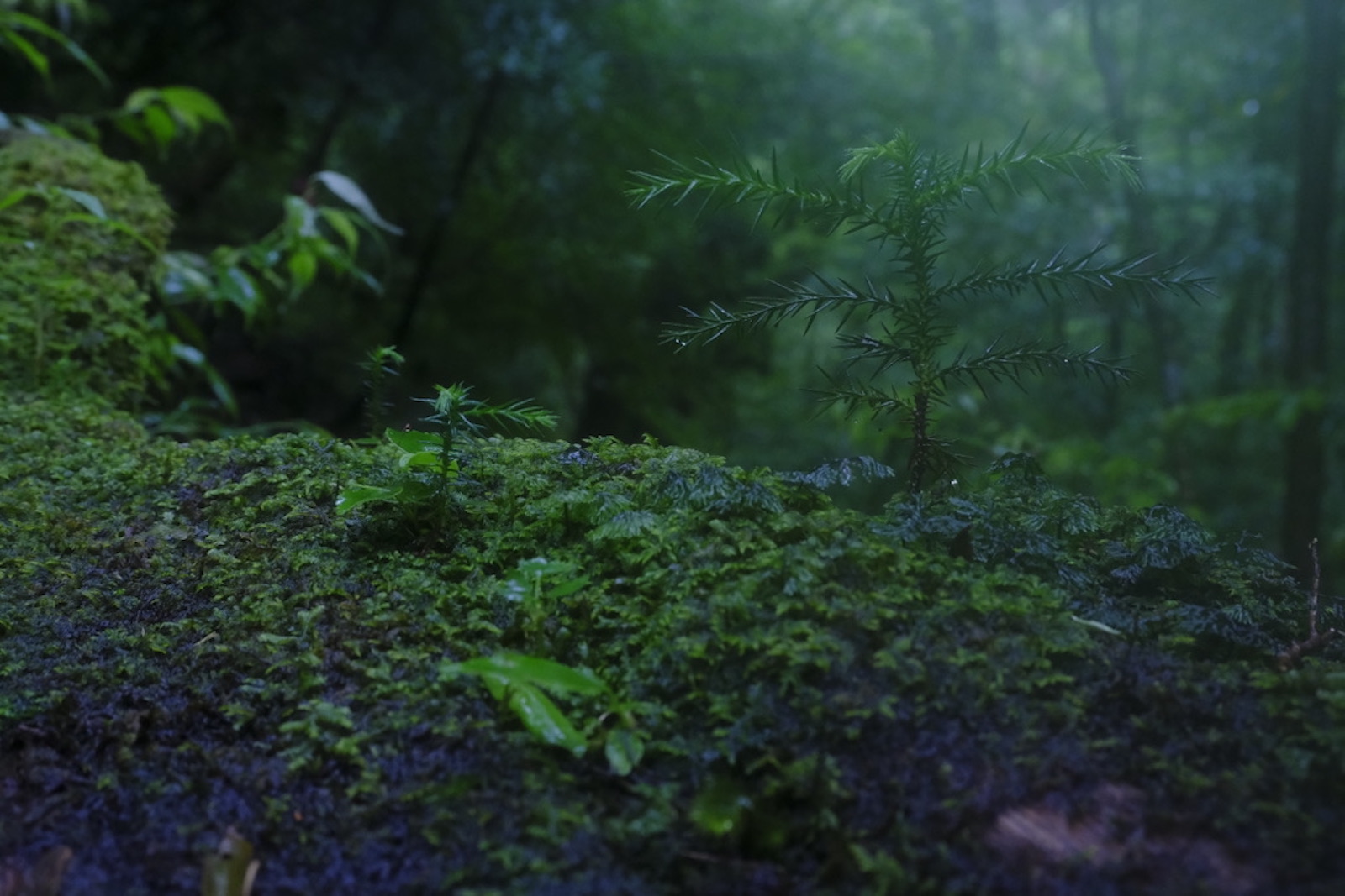 苔の森