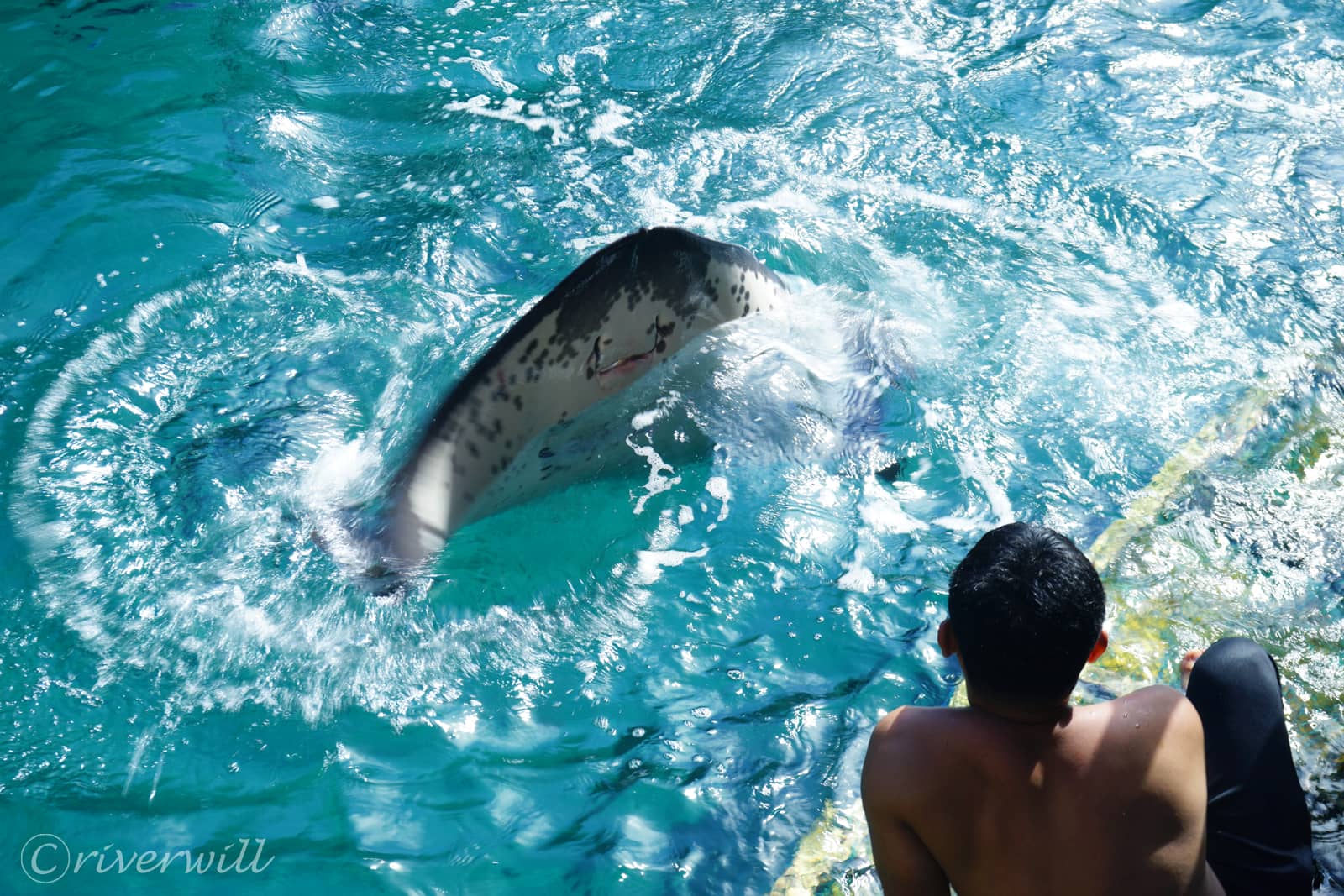 エイの餌付け（ヒナトゥアン湾、フィリピン）