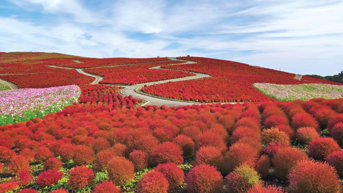 000_Ibaraki_HitachiKaihinPark_