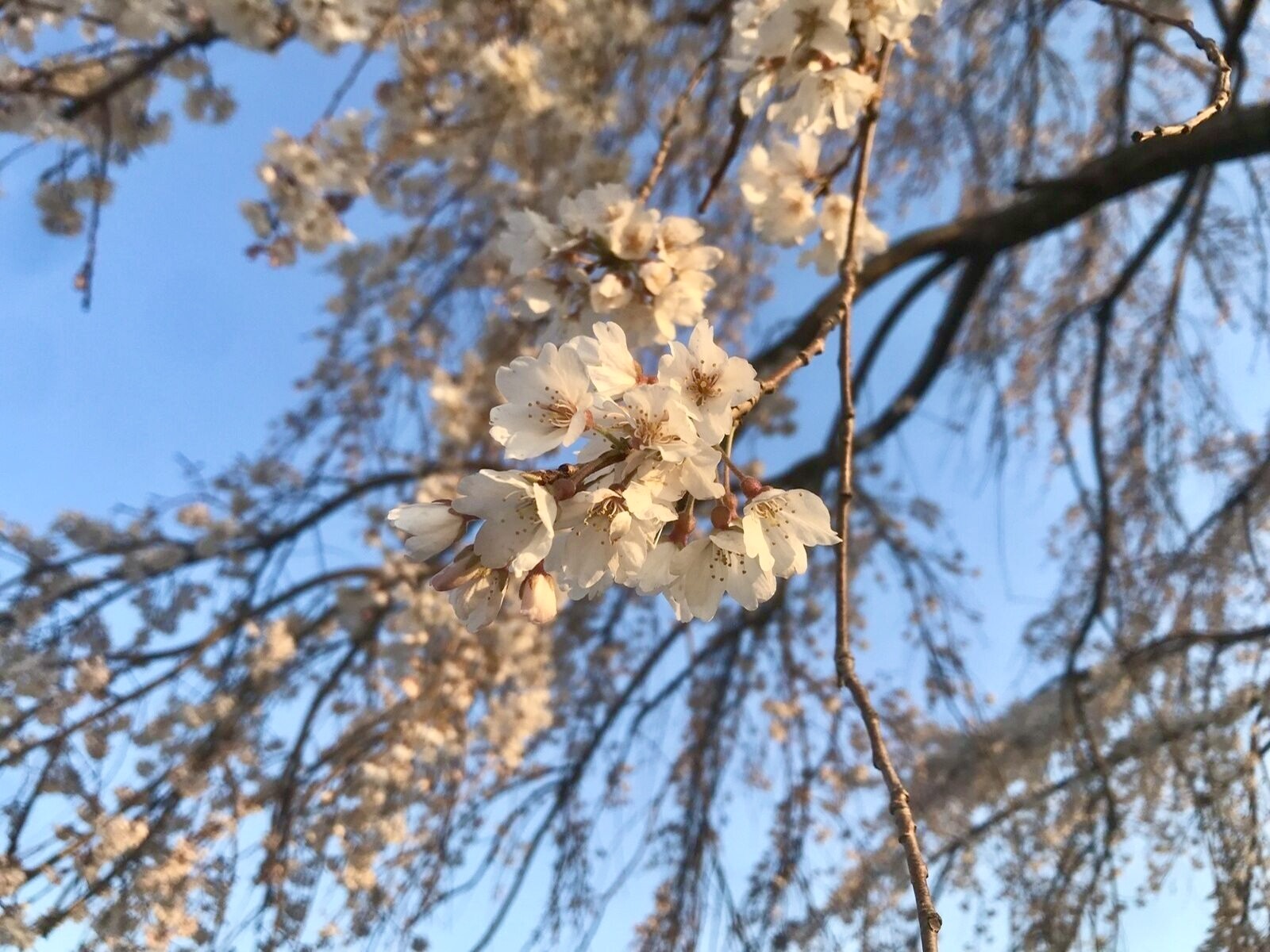 千光寺公園の桜