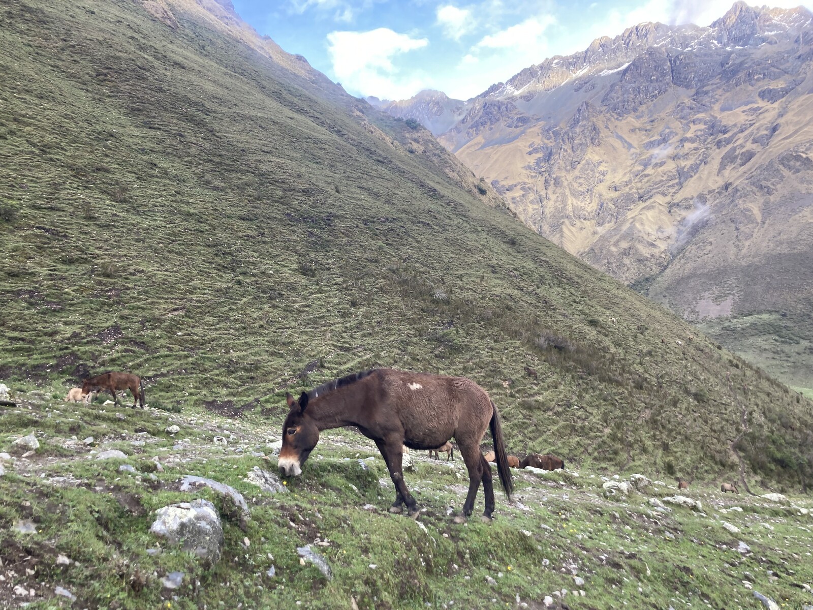 trailhorse