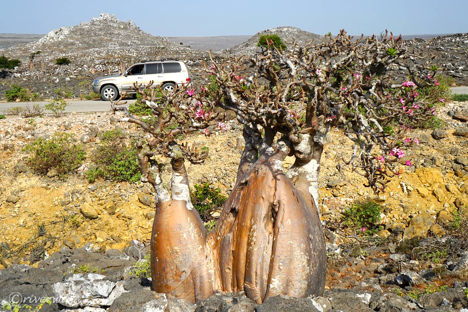 ボトルツリー in ソコトラ島