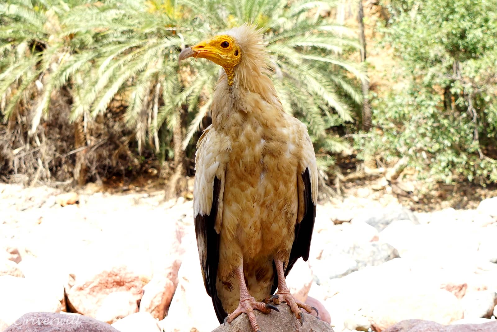 絶滅危惧種のエジプトハゲワシ in ソコトラ島