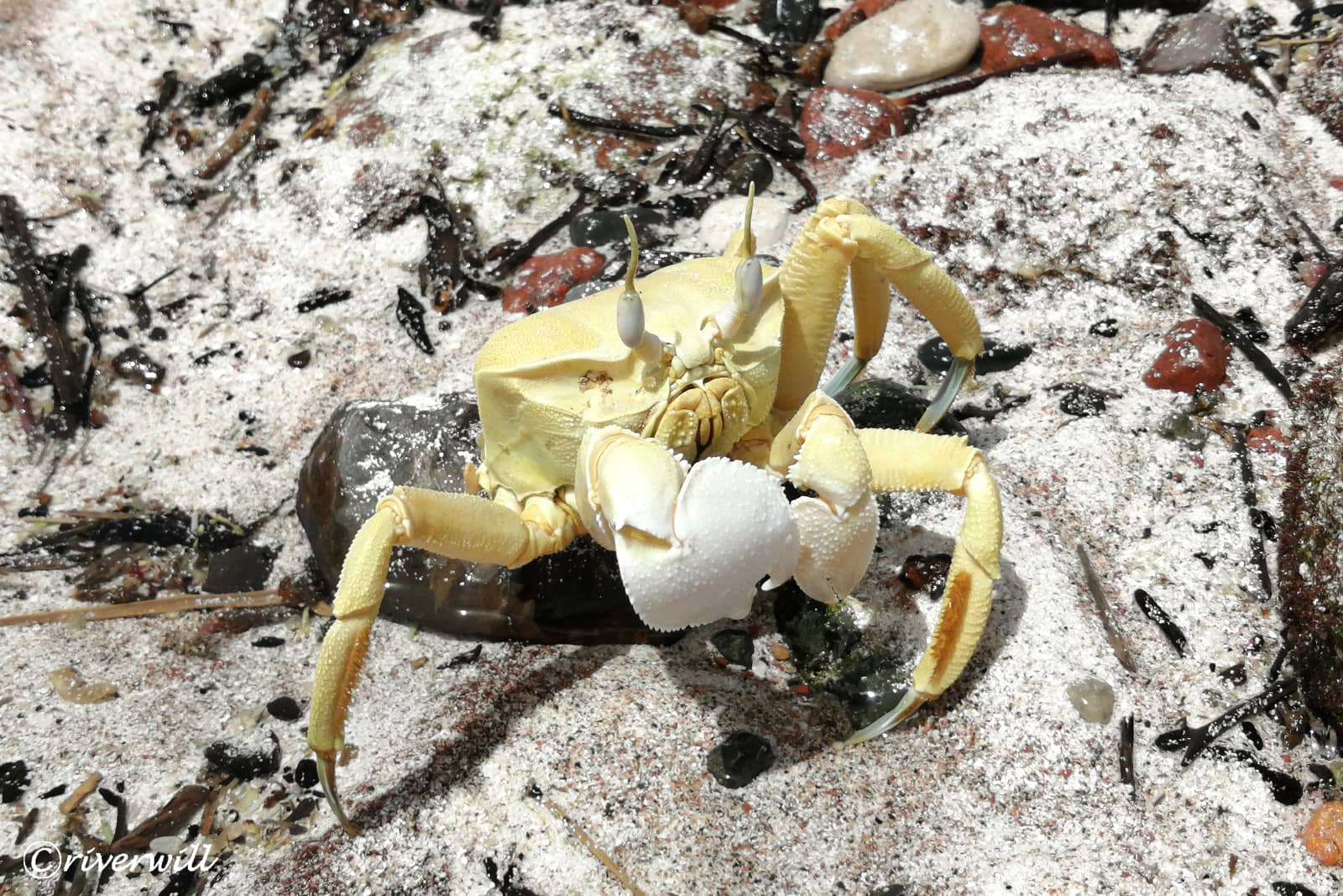 ソコトラ固有種のカニ  in ソコトラ島