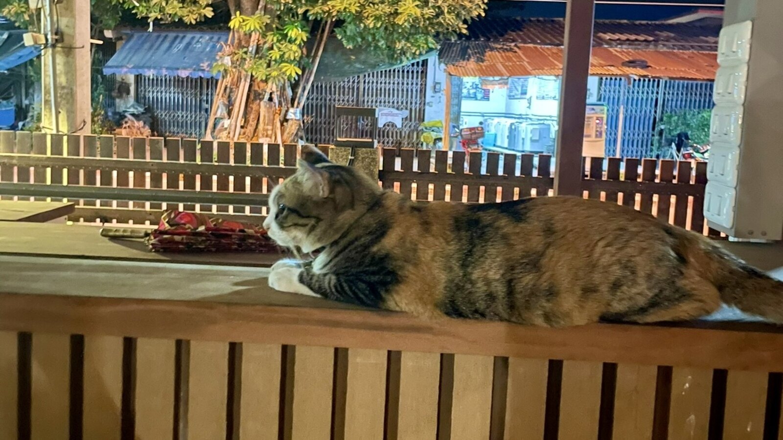 猫2