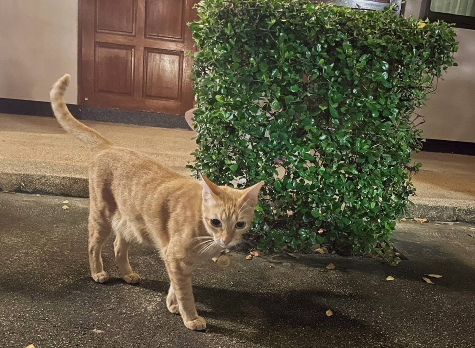 猫1
