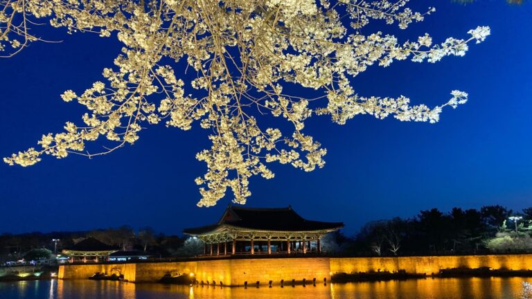 Gyeongju sakura