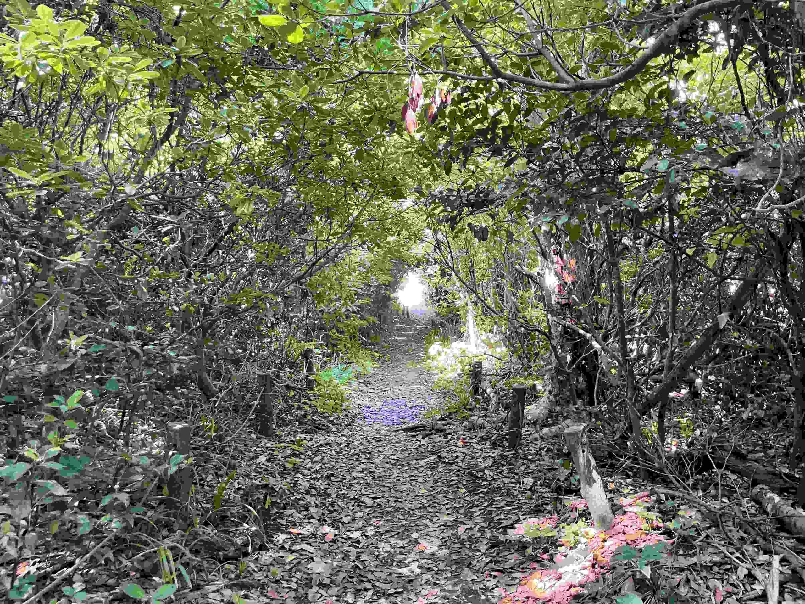 Oshima Forest