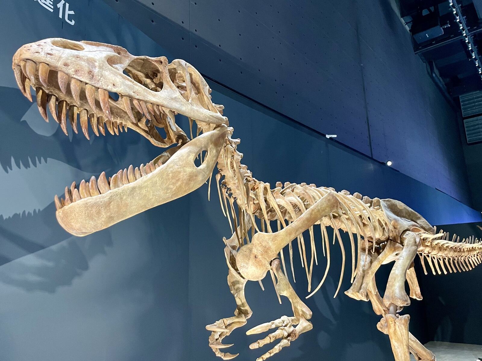 dinosaur 3