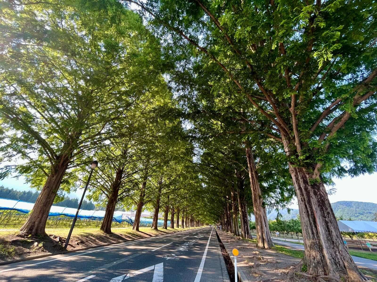 滋賀県琵琶湖