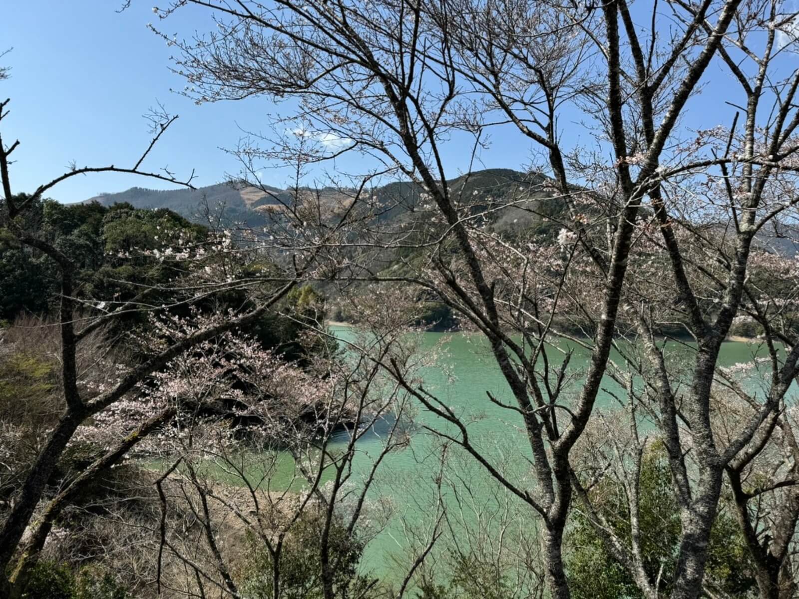 桜の綺麗な市房ダム