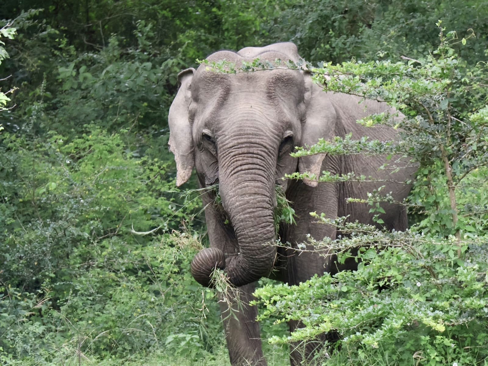 ヤーラ国立公園　スリランカ　ゾウ