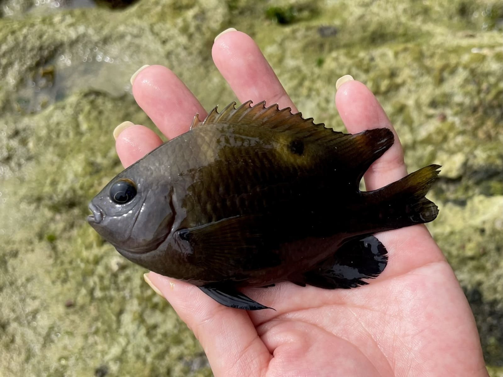 釣り　スズメダイ　スリランカ
