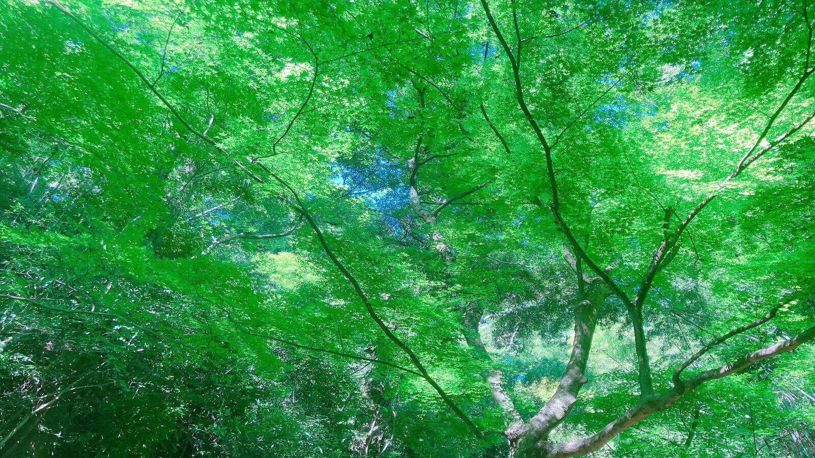 葉っぱ