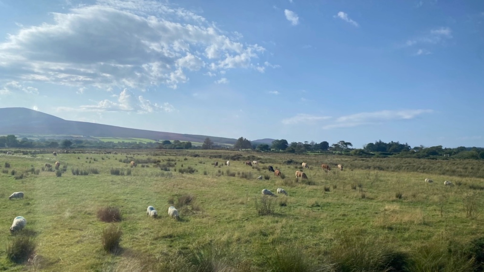 sheep
