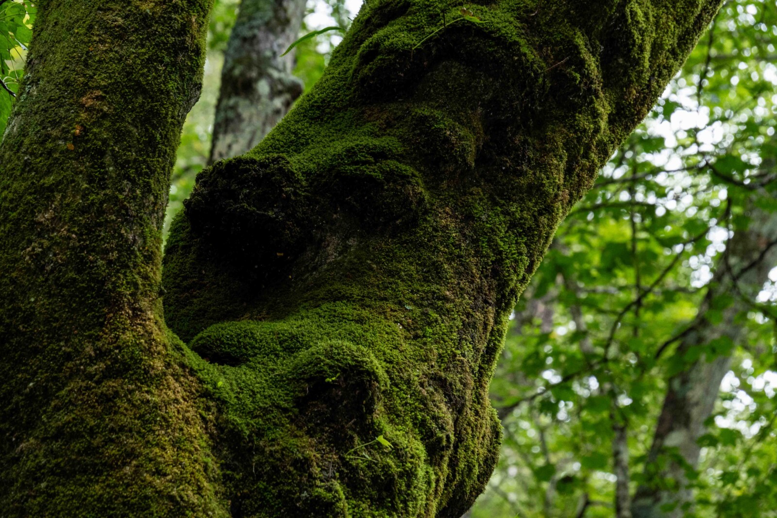 軽井沢_白糸の滝
