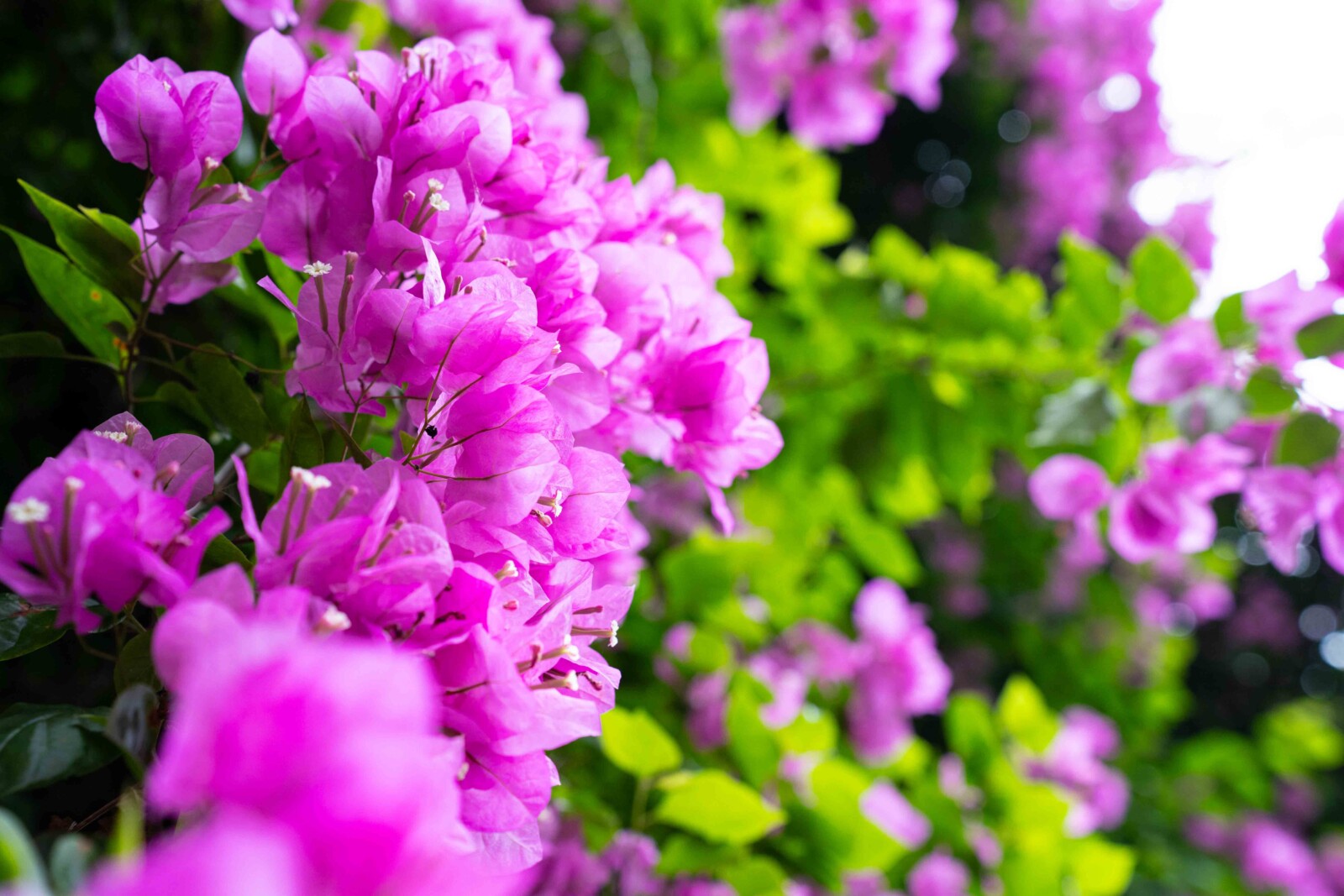 ベトナムで撮影した花