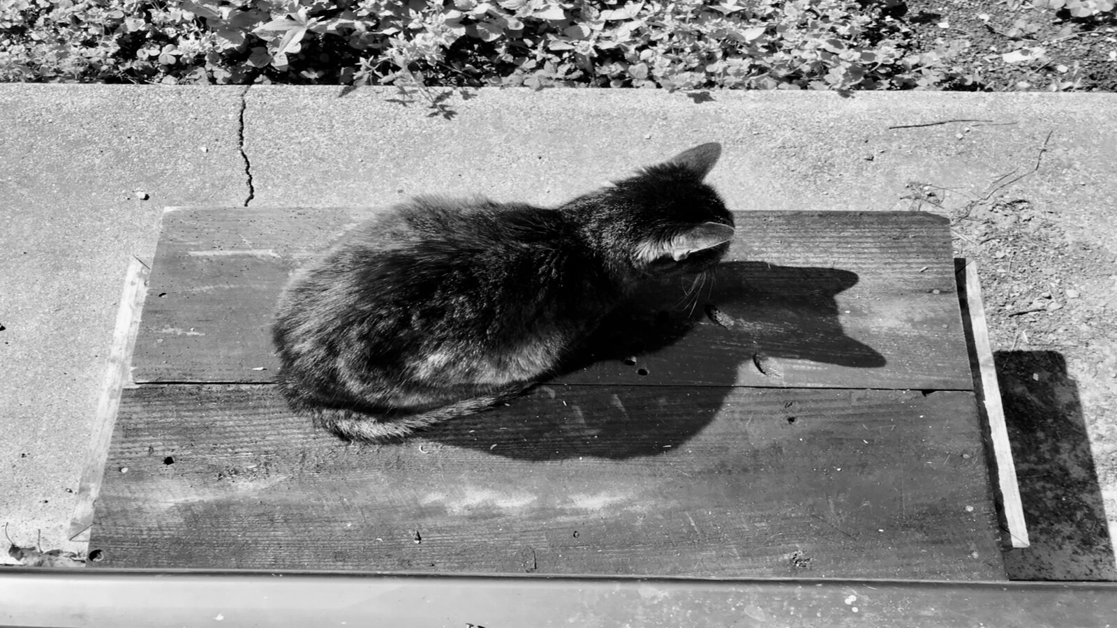 モカが亡くなった日