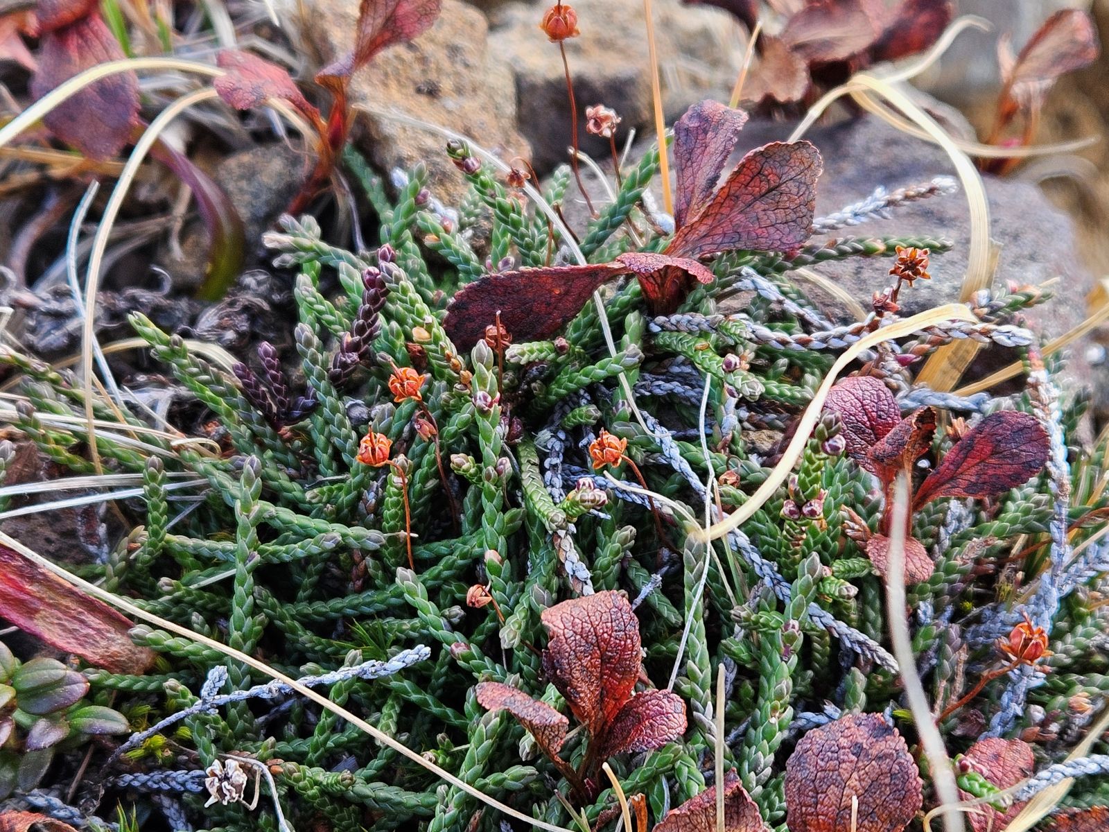 イワヒゲ　高山植物