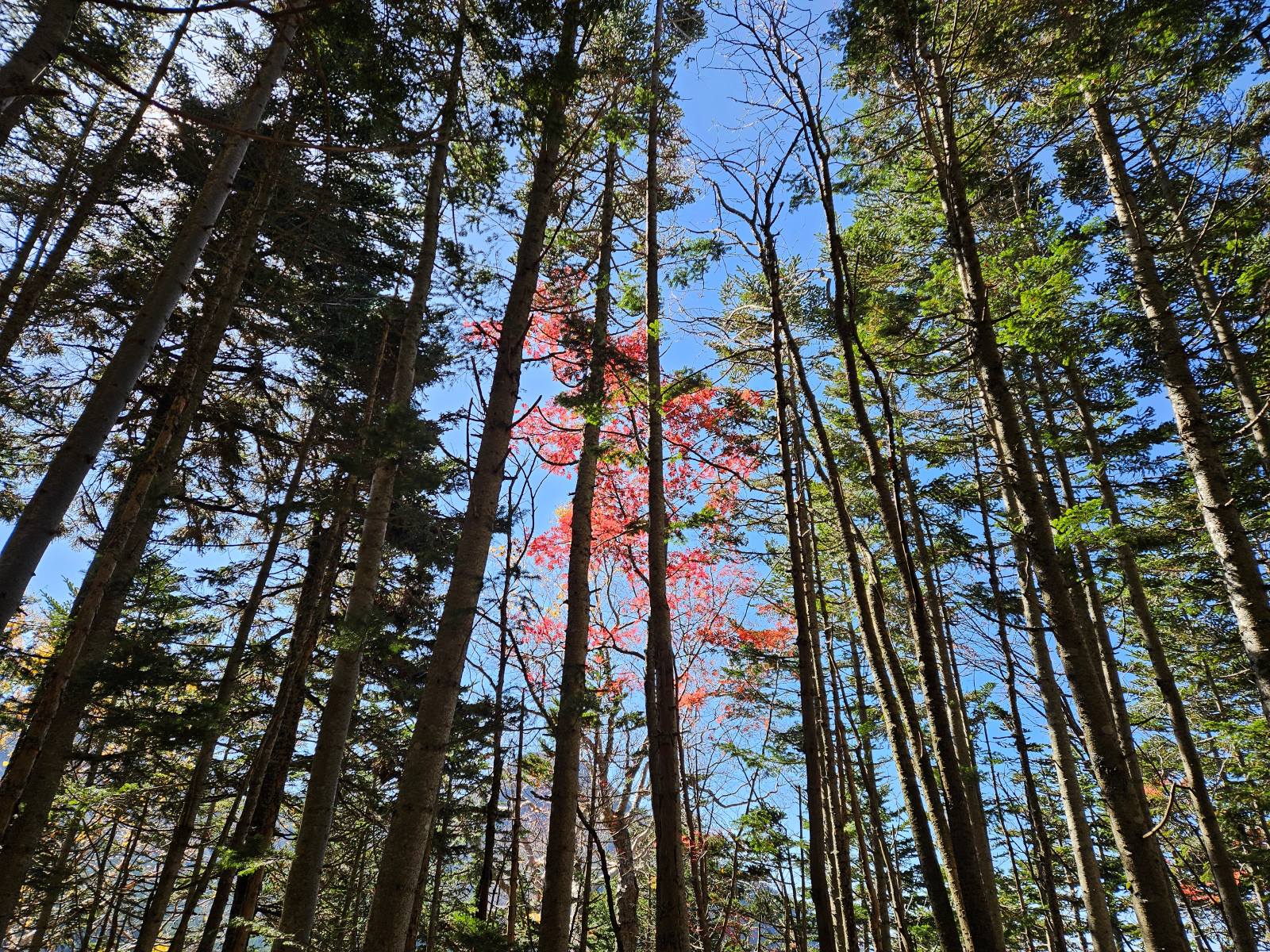 赤岳鉱泉　林道　紅葉　八ヶ岳
