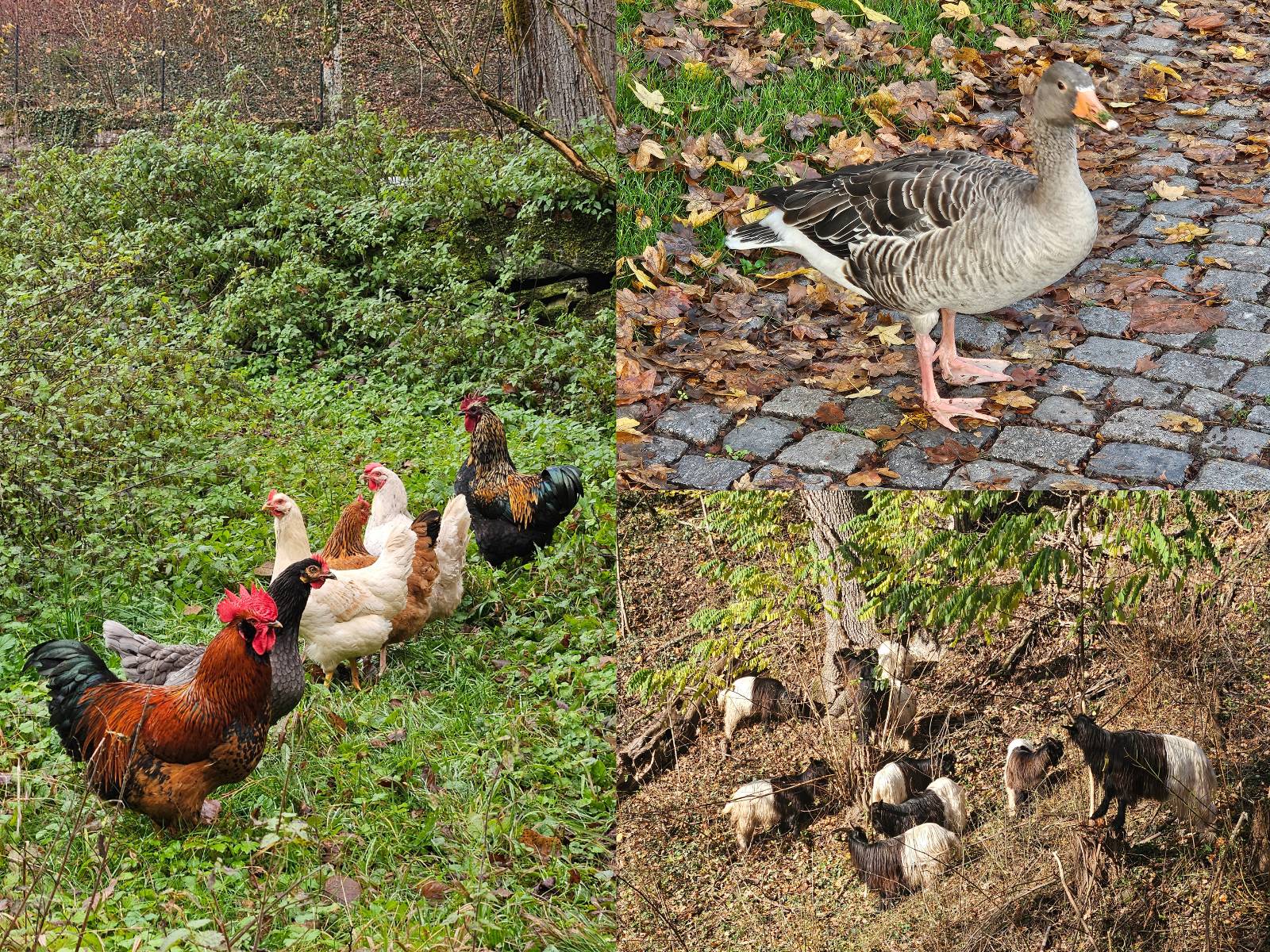 ドイツ　動物　鶏　カモ　ヤギ