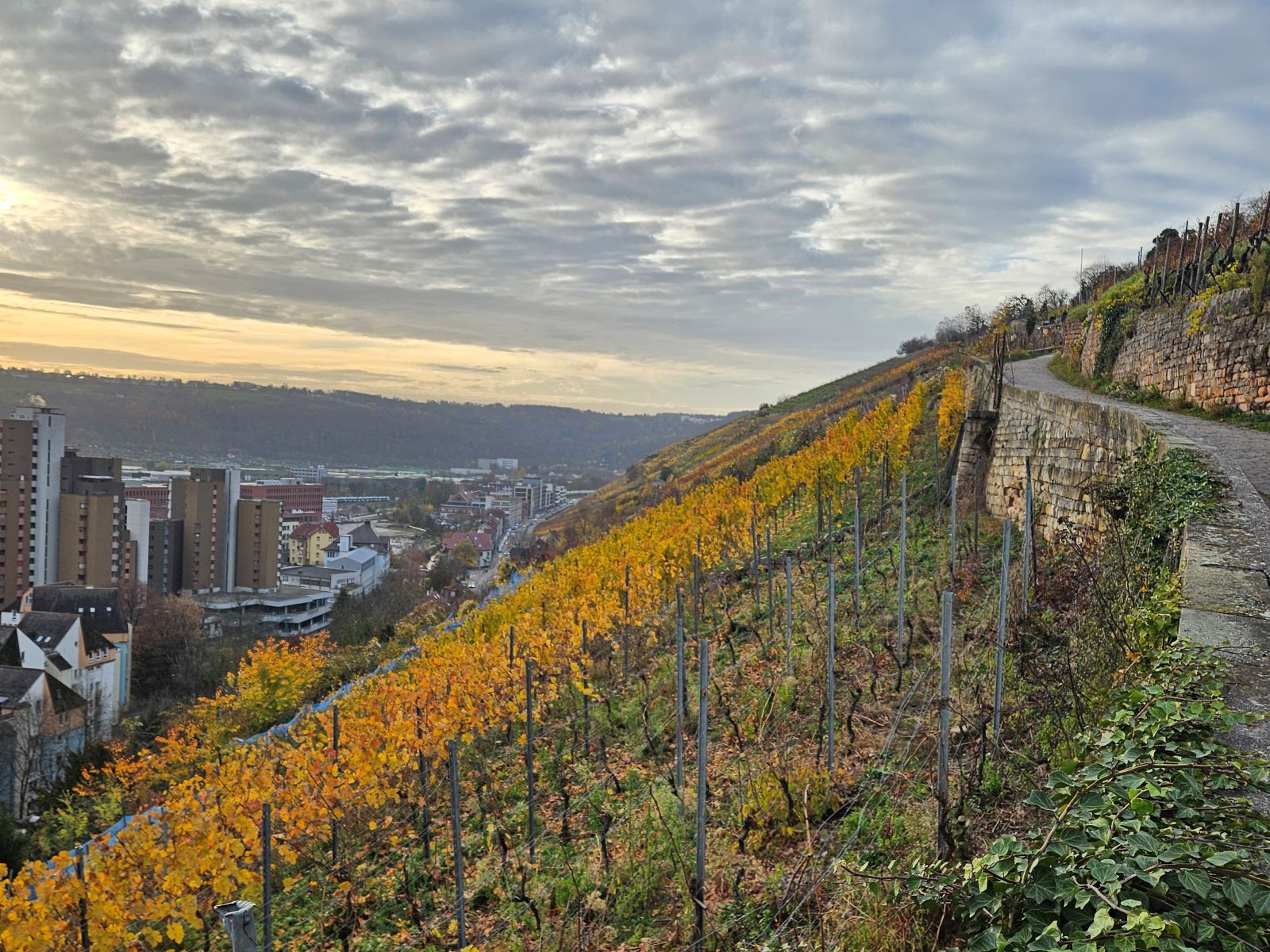 ドイツ　エスリンゲン　ブドウ畑