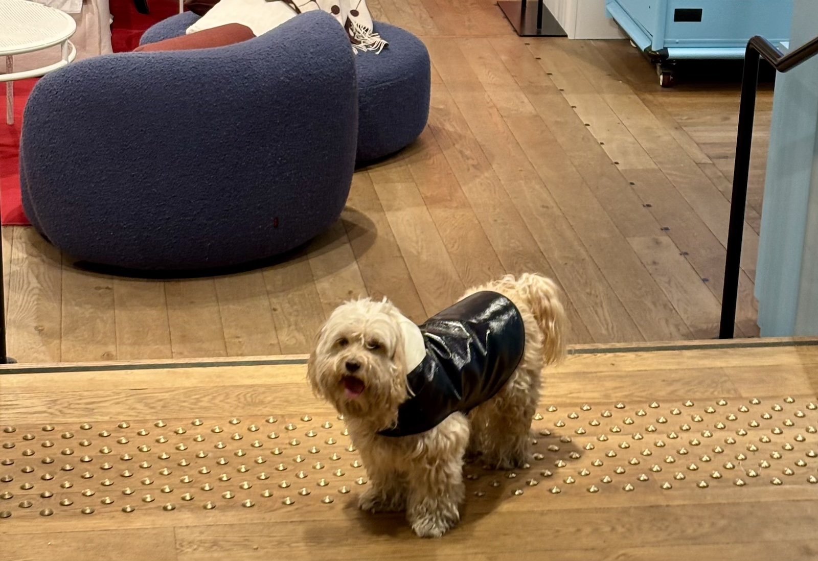parisdog