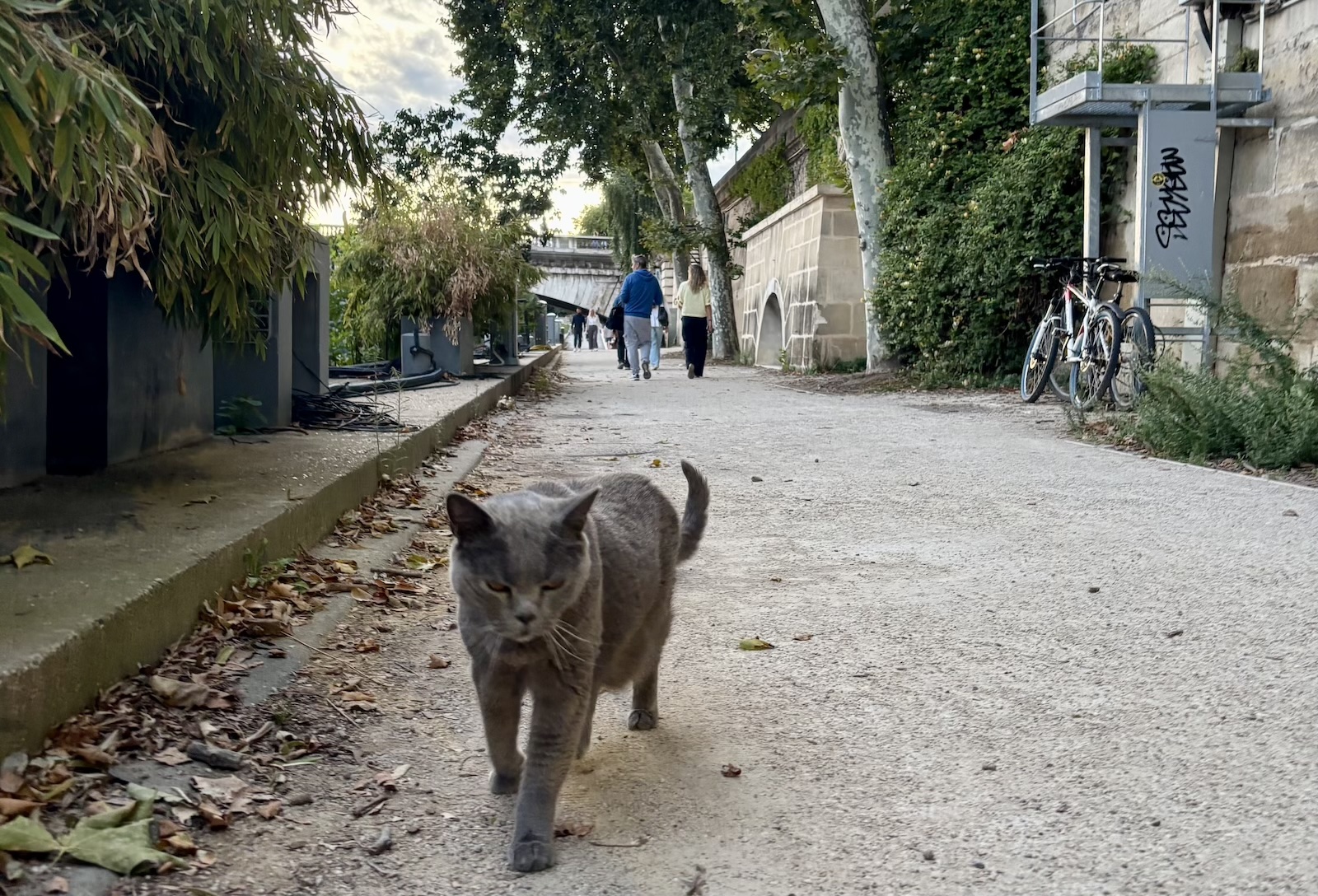 cat