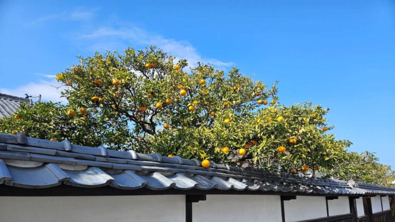 萩　白壁　夏ミカン