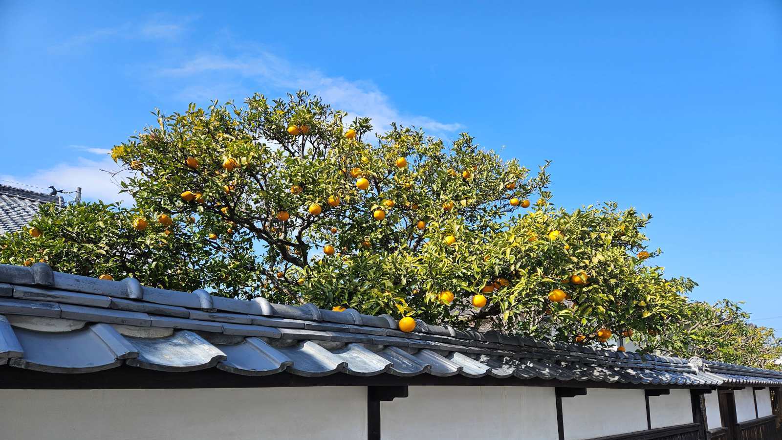 萩　白壁　夏ミカン