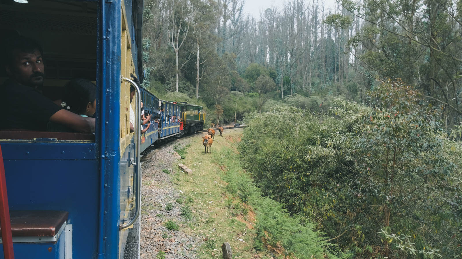 ニルギリ鉄道の景色