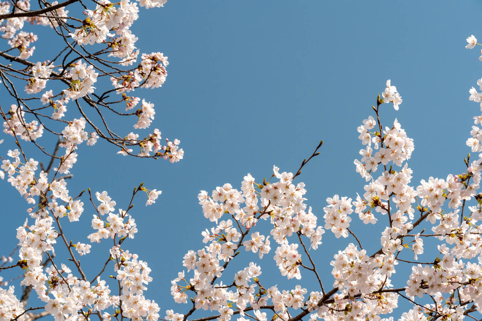日本の桜