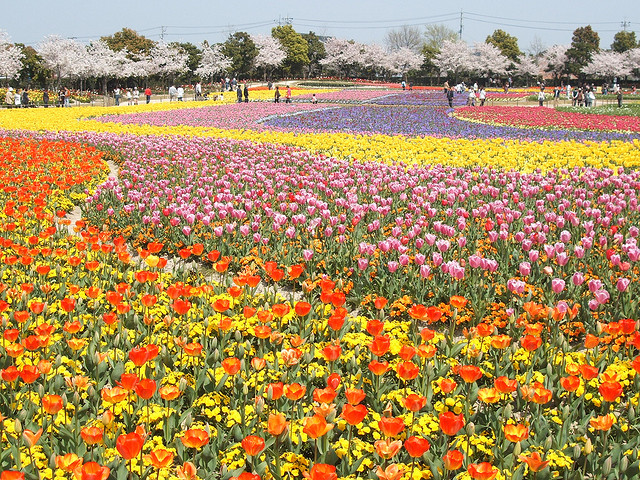 なばなの里 春の花祭り は四季の花々が咲き誇る美しい祭典 Tabippo Net