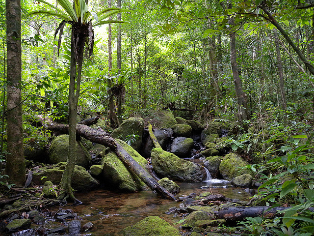 アツィナナナの雨林　マダカスカル　世界遺産