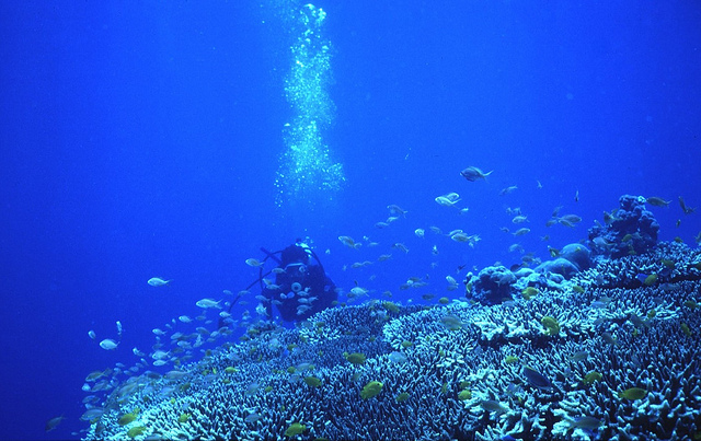 Philippines reef dive