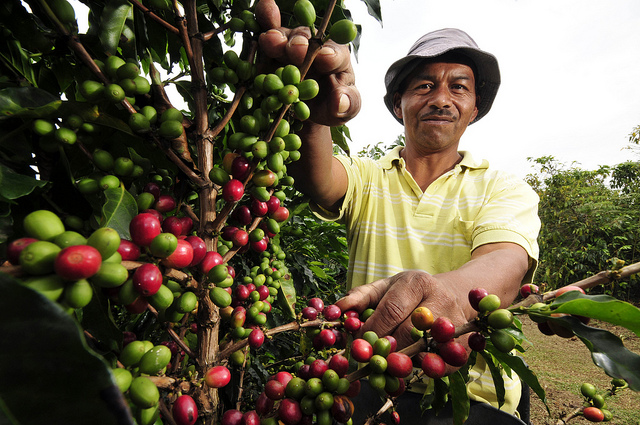 コーヒー生産の文化的景観