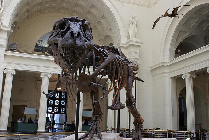 800px-Tyrannosaurus_rex_fossil_-Chicago_Field_Museum-6