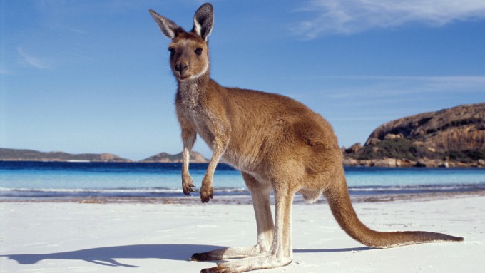 Kangaroo_Australia_Sea_438897
