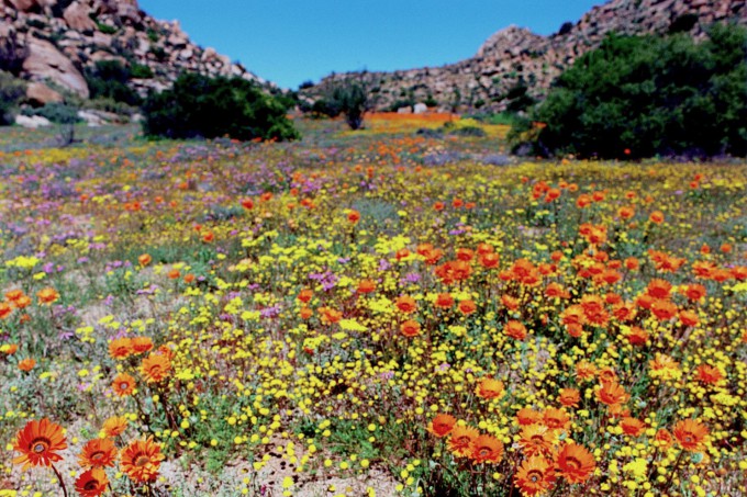 Spring_in_Namaqualand