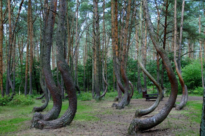 crooked-forest-866294_1280