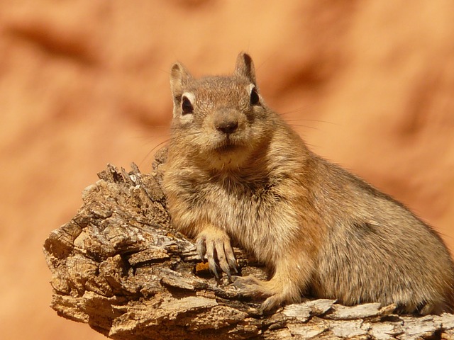golden-mantled-ground-squirrel-4588_640