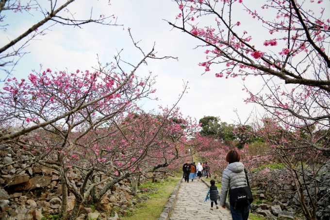 沖縄で咲く桜