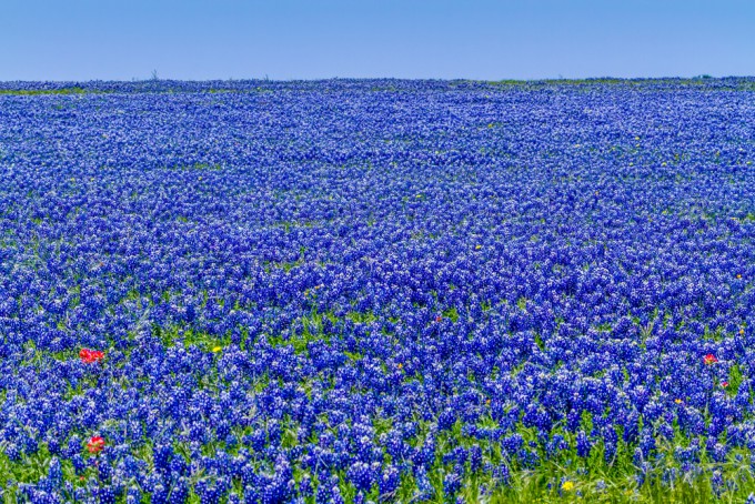 ブルーボネットの花畑